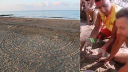 'Caretta yuvaları, para karşılığı turistlere açılıyor'