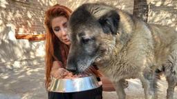 Obez köpek Duman, 6 ayda 20 kilo verdi