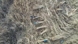 Sultan Sazlığı'ndan Avrupa'ya kamış ihracatı