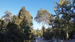 Atatürk'ün mirası 96 yıllık arboretum, ziyaretçilerini etkiliyor