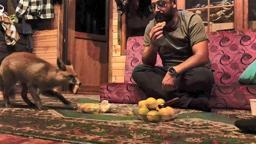 ‘Tilko’ ismini verdiği tilkiyi elleriyle besliyor