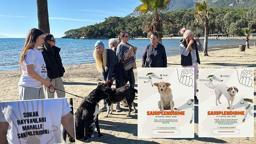 Hayvanseverlerden 'can dostları sahiplendirmek için' seferberlik