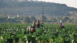 Mevsim normalleri üzerindeki sıcaklık kış sebzelerini erken olgunlaştırdı