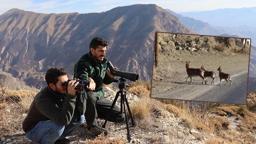 Erzurum'un 5 ilçesinde yaban keçisi envanter çalışması