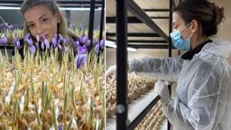Mesleğinden vazgeçip, safran üretimine başladı; gramı 700 TL