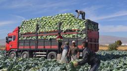 Türkiye'nin beyaz lahana üretiminin yüzde 20'si Niğde'den