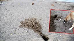 Her 10 caretta yuvasından 1'i tahrip oldu; en büyük sebep tatilcilerin bıraktığı köpekler