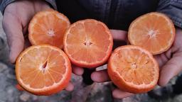 Narenciye üretiminin yüzde 40’ını karşılayan Adana’da ürünü don vurdu