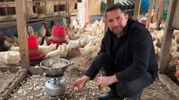 Strese giren tavukları için kümeste mısır patlatıyor