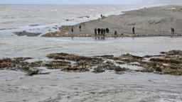 Su sümbülleri denize sürüklendi