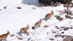 Munzur Dağları’nda sürü halindeki dağ keçileri dronla görüntülendi