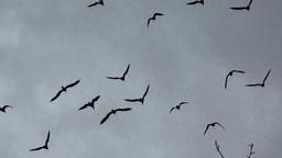 Bereket sembolü kafesteki 277 kelaynak doğaya salındı