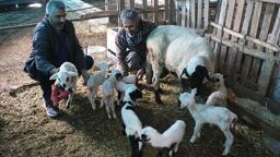 Denizli'de koyun tek batında 9 yavru doğurdu