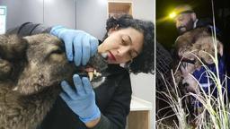 Manisa'daki selde kurtarılan 3 köpek, Bursa'da tedaviye alındı