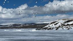 Çıldır Gölü’ne martılar erken geldi, buzla karşılaştı