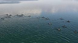 Nazik Gölü'nün buz tabakası çözüldü; yabani ördekler suya döndü