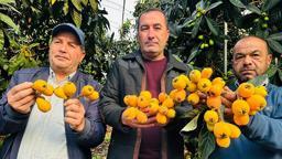 Mersin'de hasadına başlanan turfanda yenidünya kilosu bin 500 TL'ye ihraç ediliyor