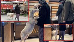 Kuzu 'Çorap', yanından ayrılmadığı sahibi ile pide sırasına giriyor