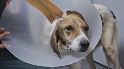 Beyin kemiğine kadar kanser yayılan köpek tedavi edildi