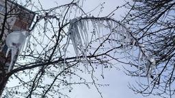 Kars'ta ağaçlar buz tuttu