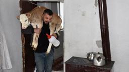 Yeni doğan buzağıyı evde biberonla besliyorlar