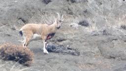 Yaralı dağ keçisini görüntüleyen aile hekimi: Tetiğe değil, deklanşöre basalım