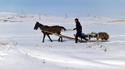 Zorlu kış şartlarında yaban hayvanları için atlı kızakla yem taşıdı