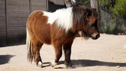 Bayramda doğan midilli 'Şeker', 1 yaşına giriyor