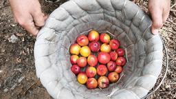 Mersin’de erkenci nektarin hasadı sürüyor; kilosu 500 TL’den alıcı buluyor