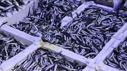 Ramazan ayı ve bayramda balık satışları düştü