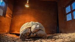 Doğal Yaşam Parkı'nın en yaşlı üyesine 'arkadaş' aranıyor