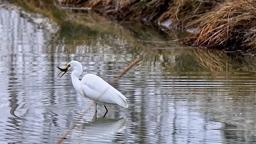 Erzincan’da büyük ak balıkçıl beslenirken görüntülendi