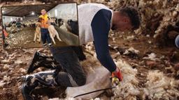 Kars’ta koyun kırkım sezonu başladı