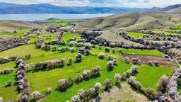 Tunceli'de badem ağaçları çiçek açtı; manzara dron ile görüntülendi