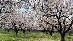 Kayısı ağaçları çiçek açtı, Iğdır Ovası beyaza büründü