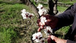 Kayseri'de geçen yıl don nedeniyle hasat yapılamayan kayısı ağaçlarında 13 bin ton rekolte hedefi