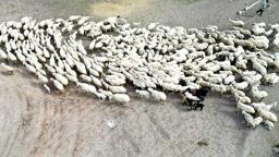 Kayseri’de 200 kuzu anneleri ile buluştu; o anlar dron kamerasında