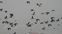 Göç yolundaki Hatay'da mola veren leylekler, sulak alanlar ve gökyüzünü kapladı