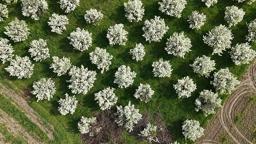 Bursa'da meyve ağaçlarının çiçek açtığı bahçeler dronla görüntülendi