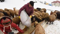 Bitlis'te nisan karı, besicileri zor durumda bıraktı