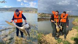 Barajda bitkilerin arasında mahsur kalan yaralı pelikanı itfaiyeciler kurtardı