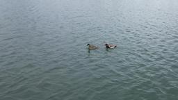 İlçeye ilk kez gelen 'elmabaşlar' için yuva çalışması