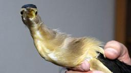 Dersteki teori bahçede pratiğe dönüştü; nesli tükenme tehlikesindeki kuşa öğrenci şefkati