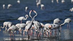 Van'da jandarma, flamingolar için 7/24 denetimde