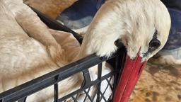 Hatay'da 2 ayda göç yolundaki 53 leylek vuruldu