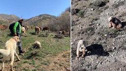 Dronla bozayıları sürüden uzaklaştırdı