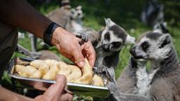 Bursa Hayvanat Bahçesi'nde penguenler klimalı odalarda, lemurlar ise soğuk meyveyle serinliyor