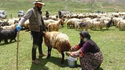Yüksekova'da berivanların yayla mesaisi başladı