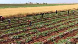 Dolunun vurduğu Diyarbakır karpuzunda hasat bu yıl gecikecek