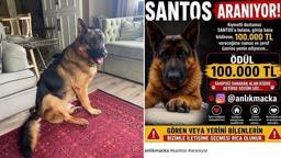25 gündür kayıp olan köpek 'Santos'u bulana 100 bin lira ödül